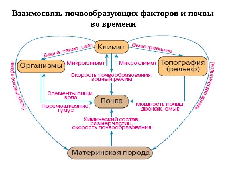 Взаимосвязь почвообразующих факторов и почвы во времени Взаимосвязь почвообразующих факторов и почвы во времени