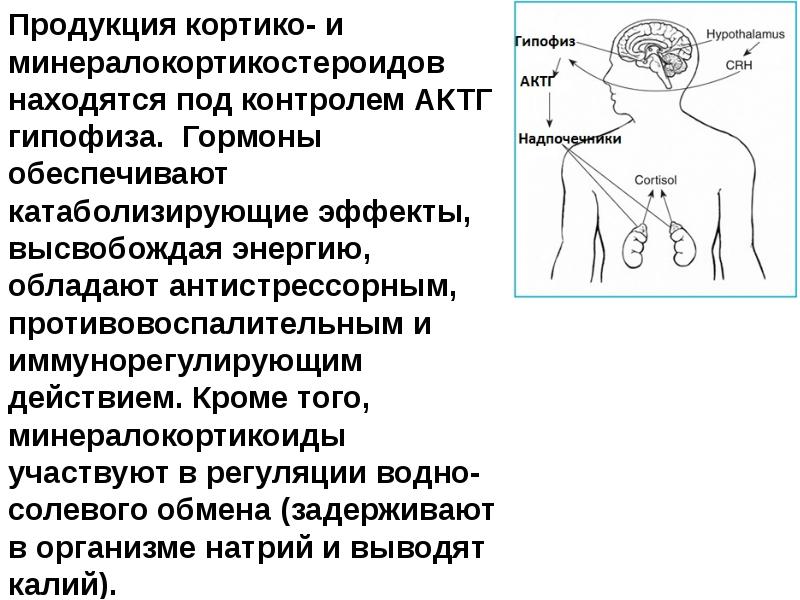 Эндокринная система у детей презентация