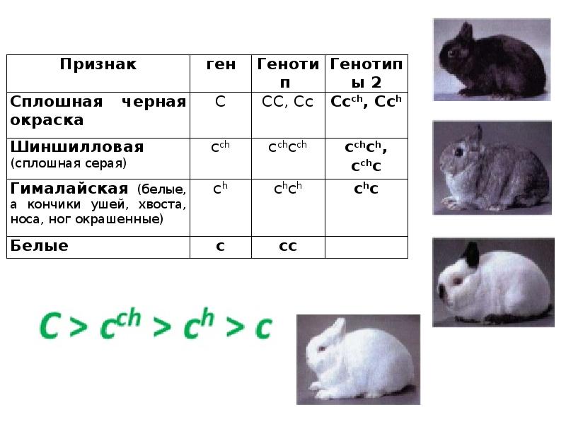 В популяции лисиц частота аллеля