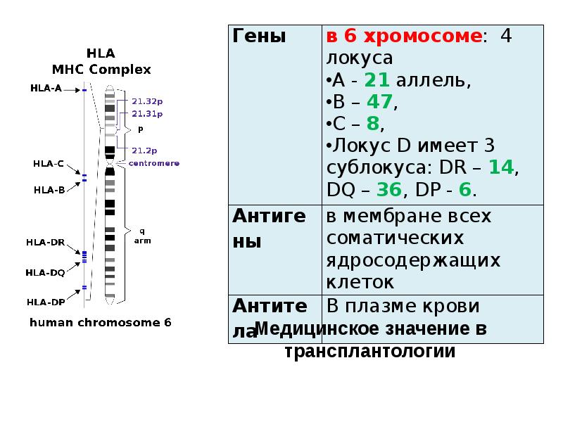 Множественные аллели