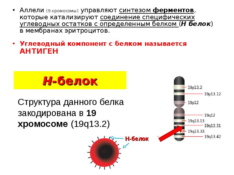 У человека между аллелями генов отсутствия