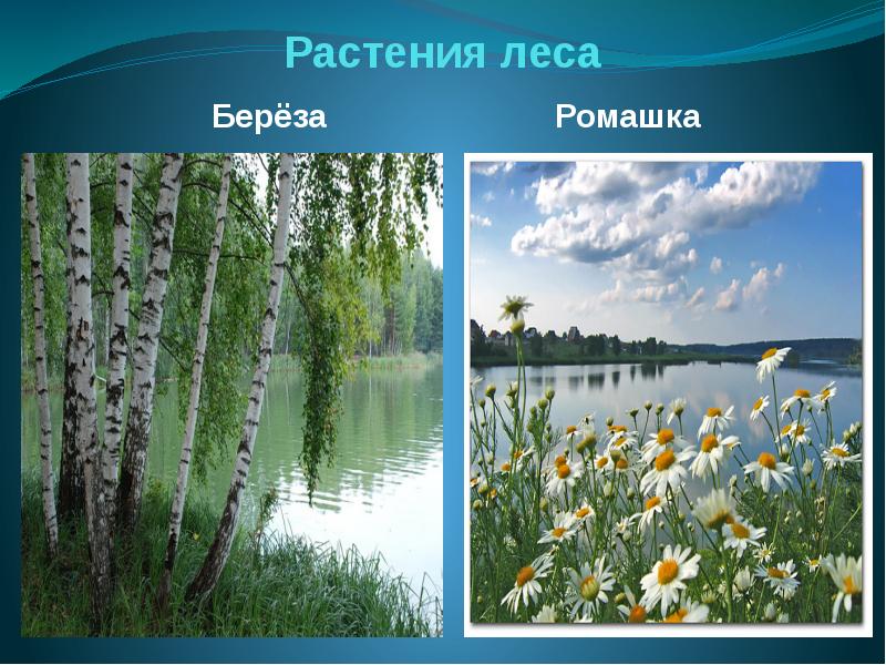 Проект красота природы