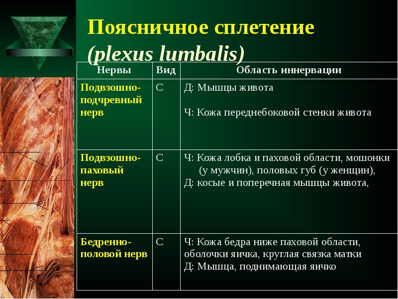 Поясничное сплетение область