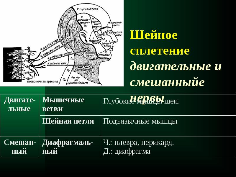 Шейное сплетение. Граф структура шейное сплетение. Двигательные ветви шейного сплетения. Двигательные нервы шейного сплетения. Шейное сплетение схема.