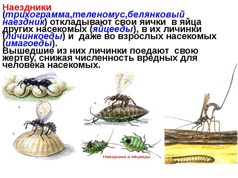 Рассмотрите рисунок с изображением одомашненного насекомого