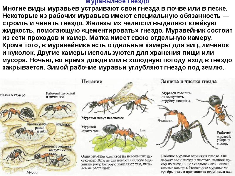 Лесной муравей тип развития