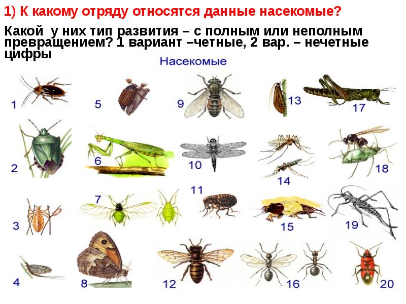 К какому классу относится данное животное