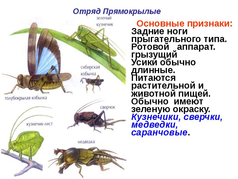 Отряды насекомых презентация 7 класс по биологии