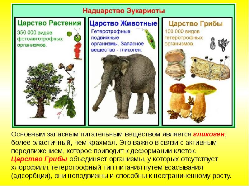 *§ 51—1. Живое вещество биосферы: Разнообразие живых организмов