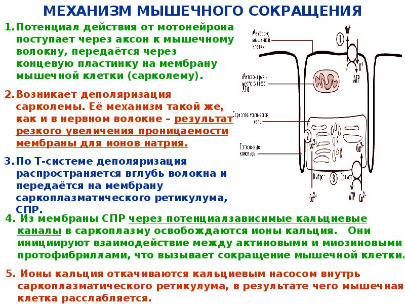 На рисунке изображена схема объясняющая механизм поддержания концентрации кальция в организме впр