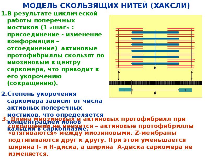 Скользящие нити