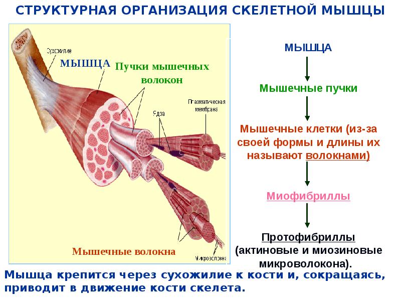 Изображение скелетных мышц