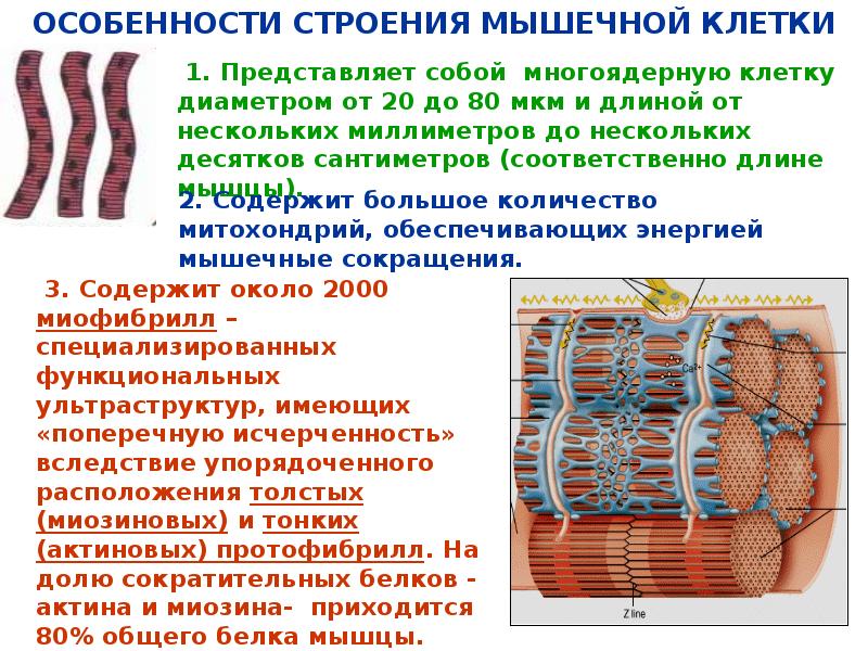 Презентация по биофизике