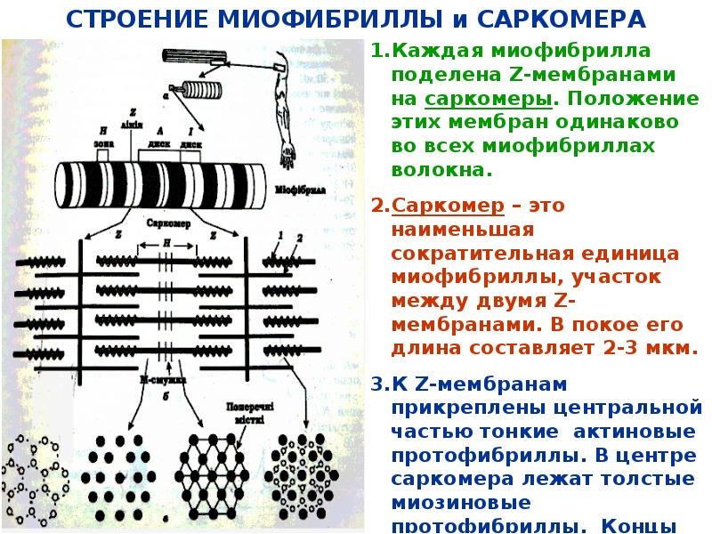 Схема строения миофибриллы