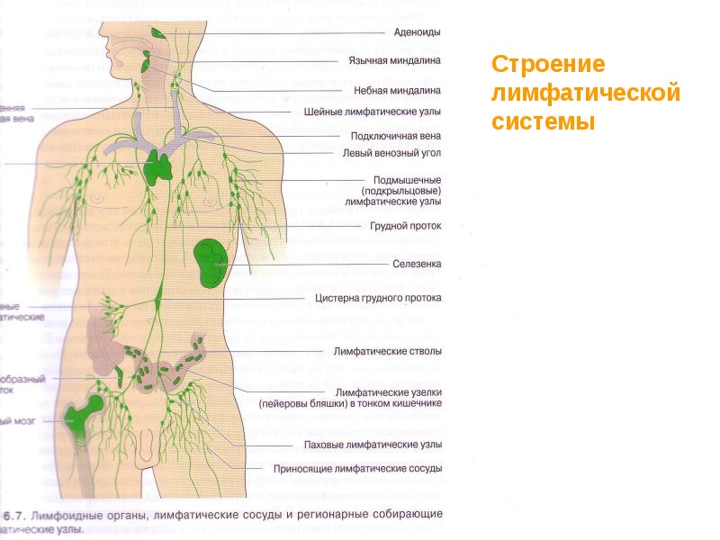 Лимфоузлы на теле женщины схема. Лимфатическая система человека анатомия лимфатическая система. Лимфатическая система схема. Лимфатическая система лимфоузлы. Лимфатическая система человека схема со спины.
