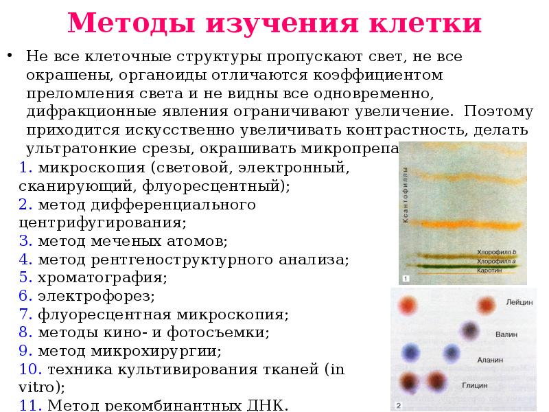 Методы исследования клетки