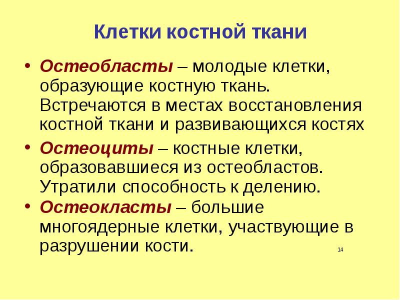 Клетки костной ткани