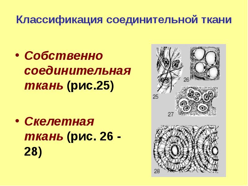 Собственная ткань