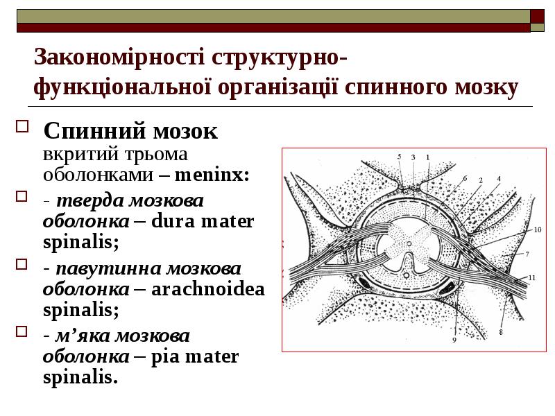 Реферат: Оболонки спинного та головного мозку