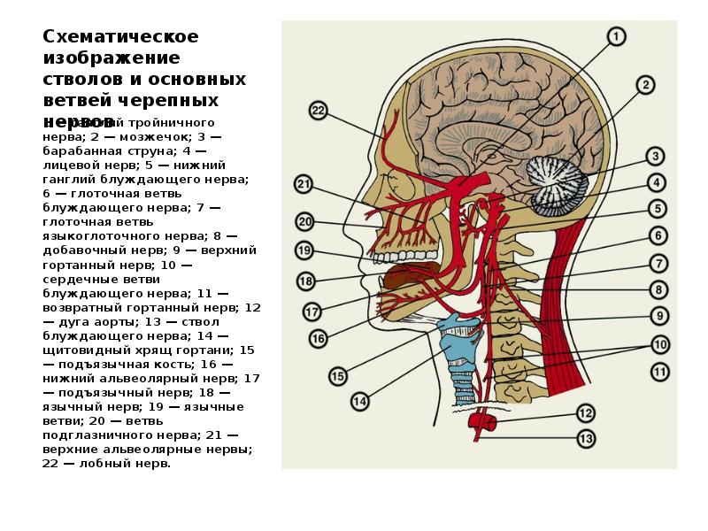 3 4 6 нерв. 5 Пара черепно-мозговых нервов. Ветви 5 пары черепных нервов. Черепные нервы 5 пара. Черепно мозговые нервы 5 нерв.