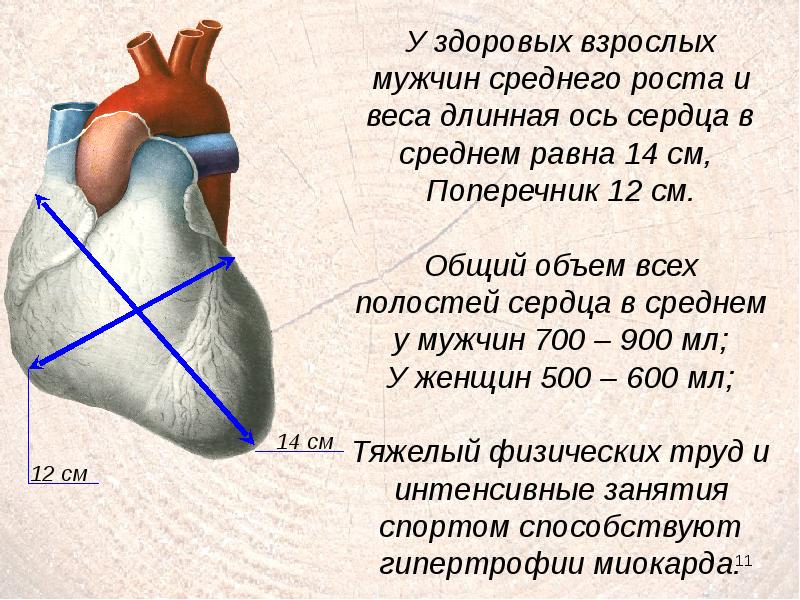 Размеры сердца. Анатомическая ось сердца. Анатомическая ОСБ сердца. Анатомическая Омь сердцп. Длинная ось сердца.