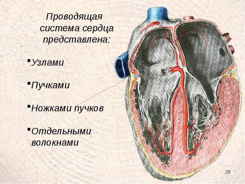 Сосуды сердца презентация