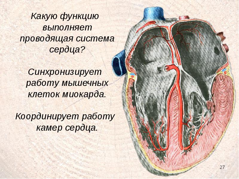 Сердце выполняет. Какую функцию выполняет сердце. Какую роль выполняет сердце. Функции миокарда сердца. Какую работу выполняет сердце.