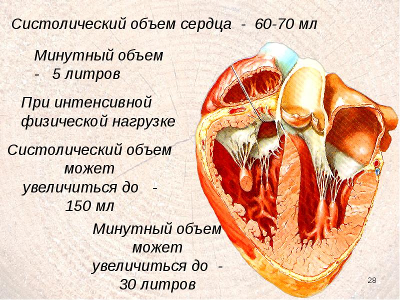 Презентация на тему сердце человека