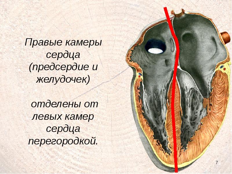 Правое предсердие отделено от правого желудочка. Сердце правое предсердие и правый желудочек. Левое предсердие правый желудочек. Левый и правый желудочек сердца. Сердце прав предсердие.
