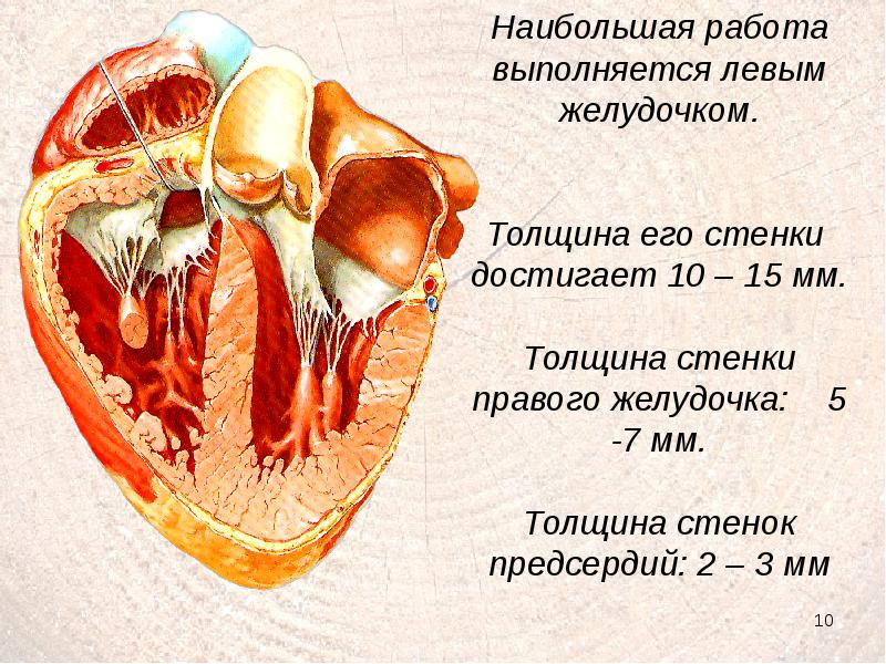 Левый крупнейший. Толщина стенок желудочков сердца. Толщина стенок желудочков сердца в норме. Толщина стенок предсердий и желудочков. Толщина стенки левого желудочка.