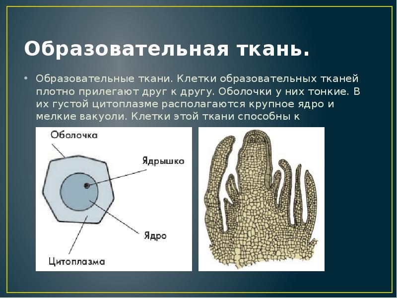 Клетки образовательной ткани. Образовательная ткань с крупным ядром. Образовательная ткань тонкие оболочки. Вакуоли в образовательной ткани. Образовательная ткань строение клетка ядро.