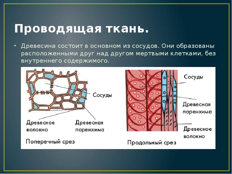 Проводящая ткань древесинные волокна. Проводящие ткани древесины. Проводящая ткань. Сосуды древесины состоят из клеток. Проводящие ткани растений.