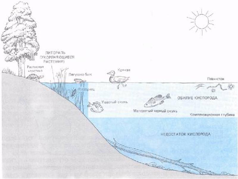 Экосистема озера схема