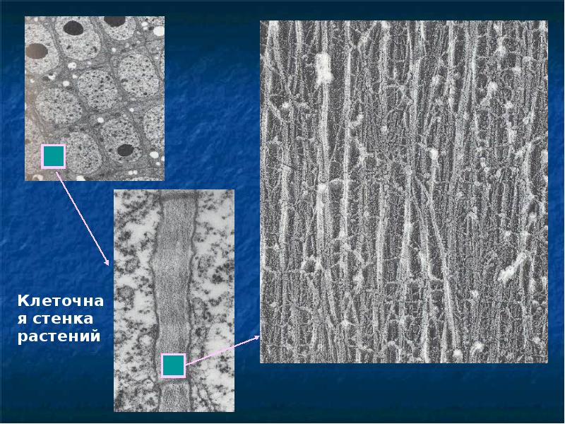Стенка клетки. Клеточная стенка растений Целлюлоза. Целлюлоза в клеточной стенке. Клеточная стенка растительной клетки. Целлюлозные стенки клеток.