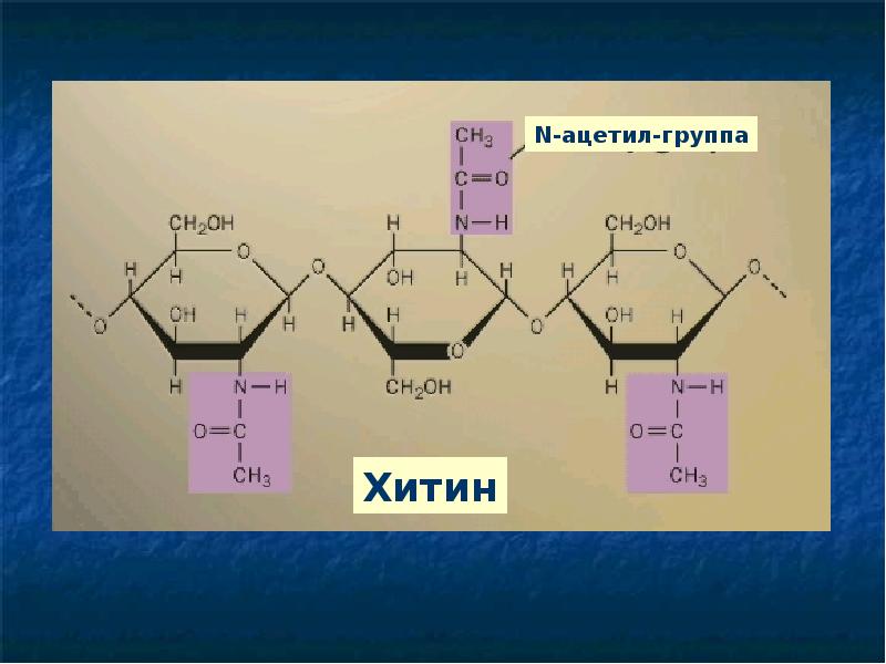 Хитин стенка. Хитин мономер. Хитин это углевод. Дрожжи хитин. Хитин диаграммы.