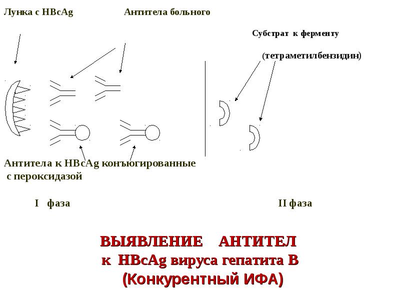 Схема реакции связывания комплемента