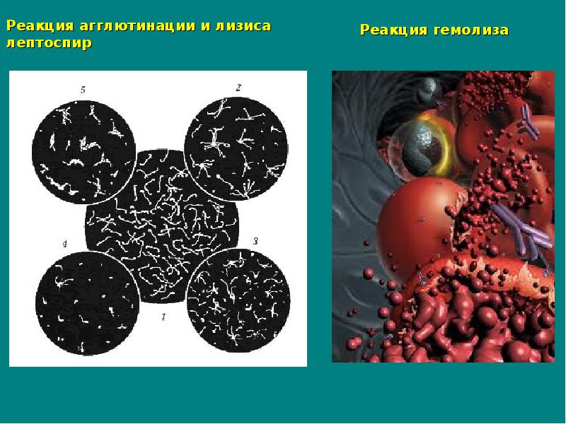 Реакция связывания комплемента микробиология презентация