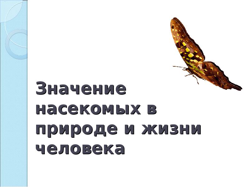 Польза насекомых в природе и жизни человека картинки