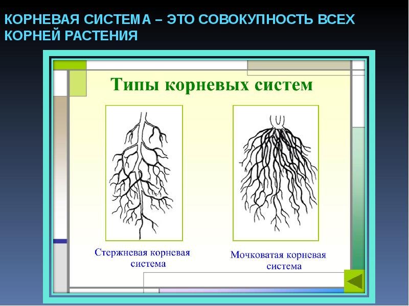 Мочковатая корневая система характерна. Стержневая и мочковатая корневая система. типы корневых систем стержневая и мочковатая. схема мочковатой корневой системы. придаточные корни в мочковатой корневой системе.