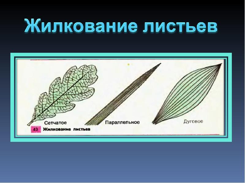 Жилкование листьев. Тип жилкования ромашки аптечной. Жилкование листа ромашки аптечной. Ромашка аптечная Тип жилкования листьев. Ромашка жилкование листьев.