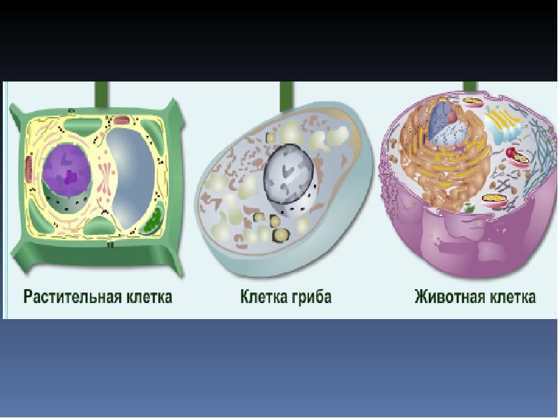 Грибная клетка отличия от растительной. Клетка растения. Растительная клетка. Клетки растений животных грибов и бактерий. Строение клетки гриба.