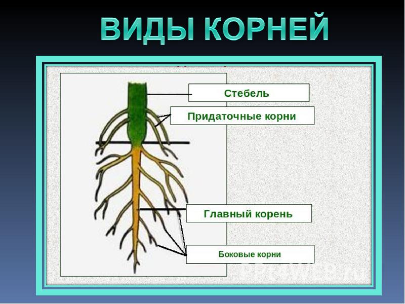 Боковые корни у растений. Главный и боковые корни. Боковые и придаточные корни. Боковой корень характеристика.
