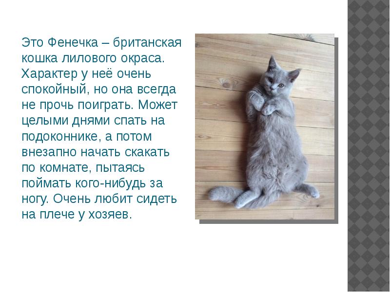 Текст описание про кошку 2 класс. Сочинение про кошку. Рассказ про кошку. Сочинение моя кошка. Рассказ о домашних кошках.