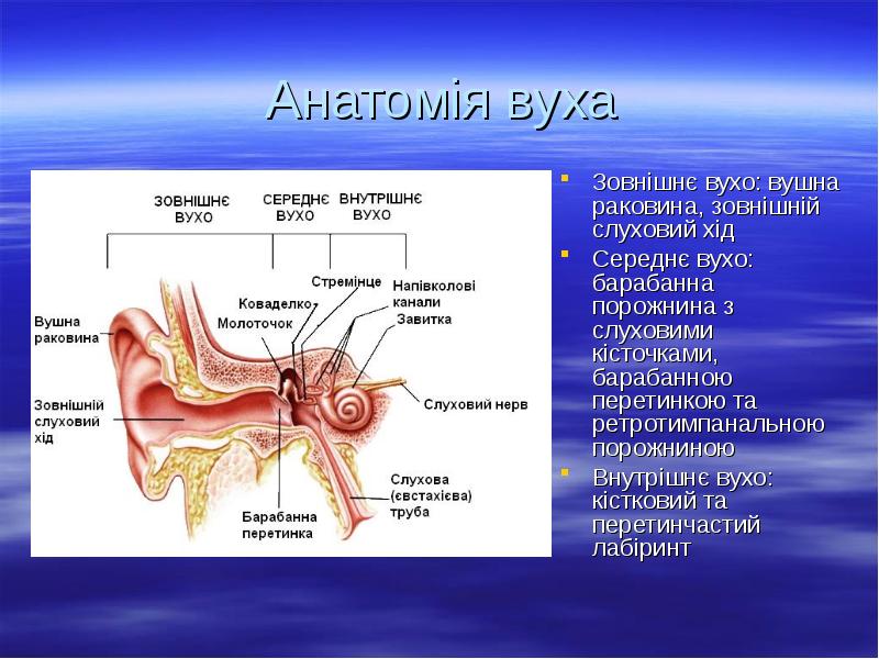 Анатомія вуха
Зовнішнє вухо: вушна раковина, зовнішній слуховий хід
Середнє вухо: Анатомія вуха
Зовнішнє вухо: вушна раковина, зовнішній слуховий хід
Середнє вухо: