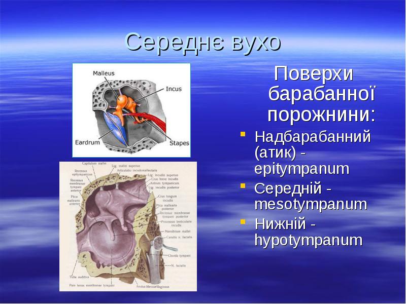 Середнє вухо
Поверхи барабанної порожнини:
Надбарабанний (атик) - epitympanum
Середній - Середнє вухо
Поверхи барабанної порожнини:
Надбарабанний (атик) - epitympanum
Середній -