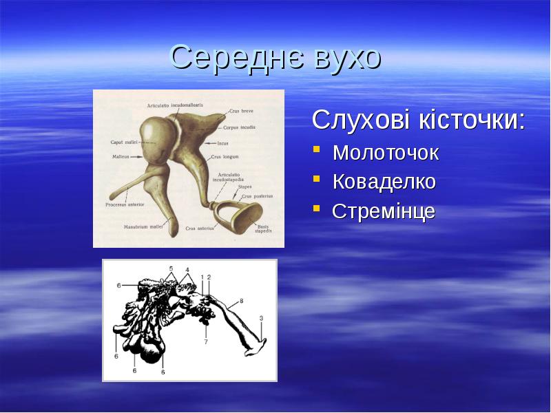 Середнє вухо
Слухові кісточки:
Молоточок
Коваделко
Стремінце Середнє вухо
Слухові кісточки:
Молоточок
Коваделко
Стремінце