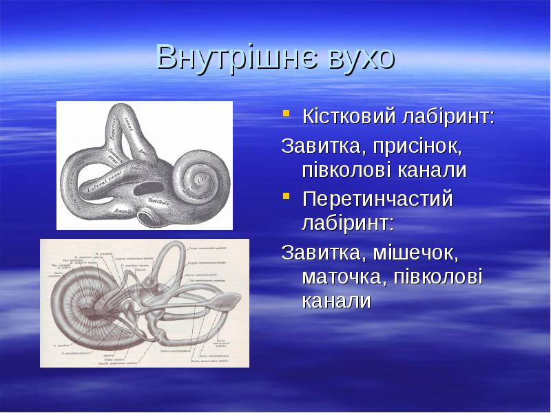 Внутрішнє вухо
Кістковий лабіринт:
Завитка, присінок, півколові канали
Перетинчастий лабіринт:
Завитка, Внутрішнє вухо
Кістковий лабіринт:
Завитка, присінок, півколові канали
Перетинчастий лабіринт:
Завитка,