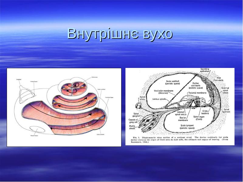 Внутрішнє вухо Внутрішнє вухо