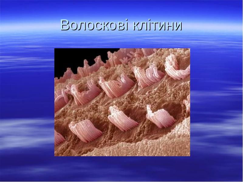 Волоскові клітини Волоскові клітини