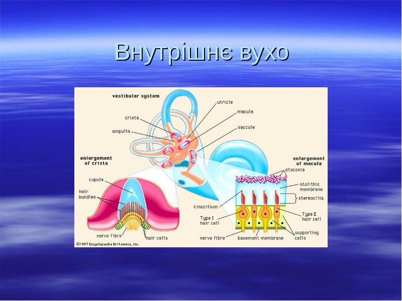 Внутрішнє вухо Внутрішнє вухо